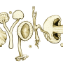 hyphes.png